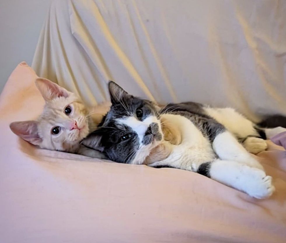 kitten friends snuggling