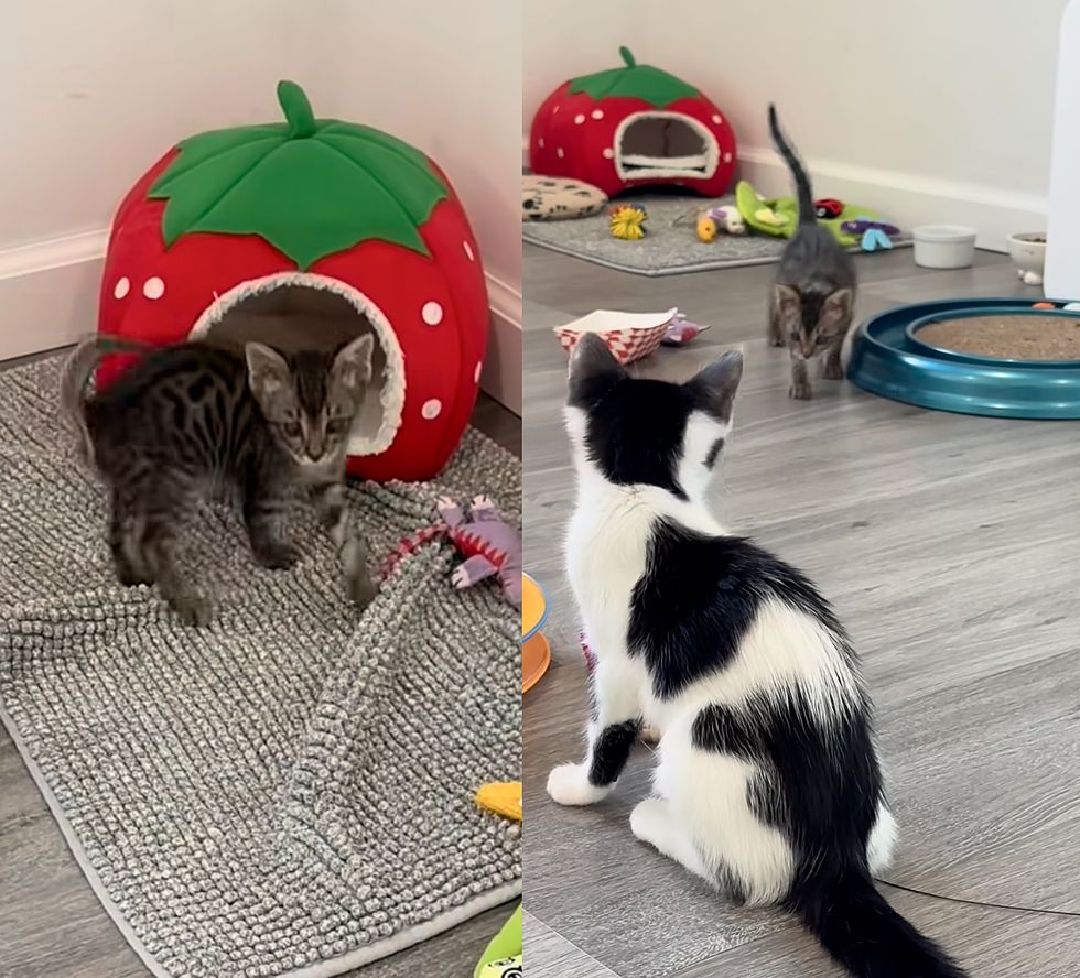 kitten friends