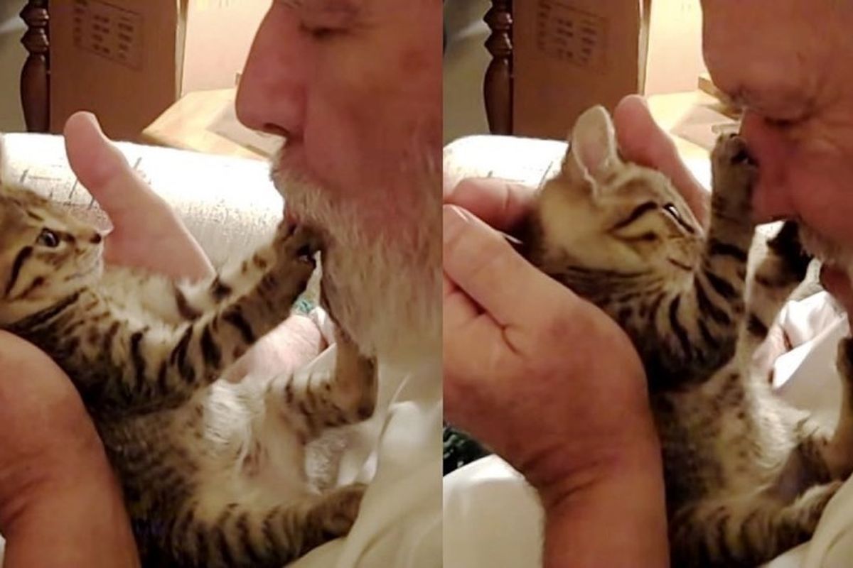 kitten gets tummy kisses