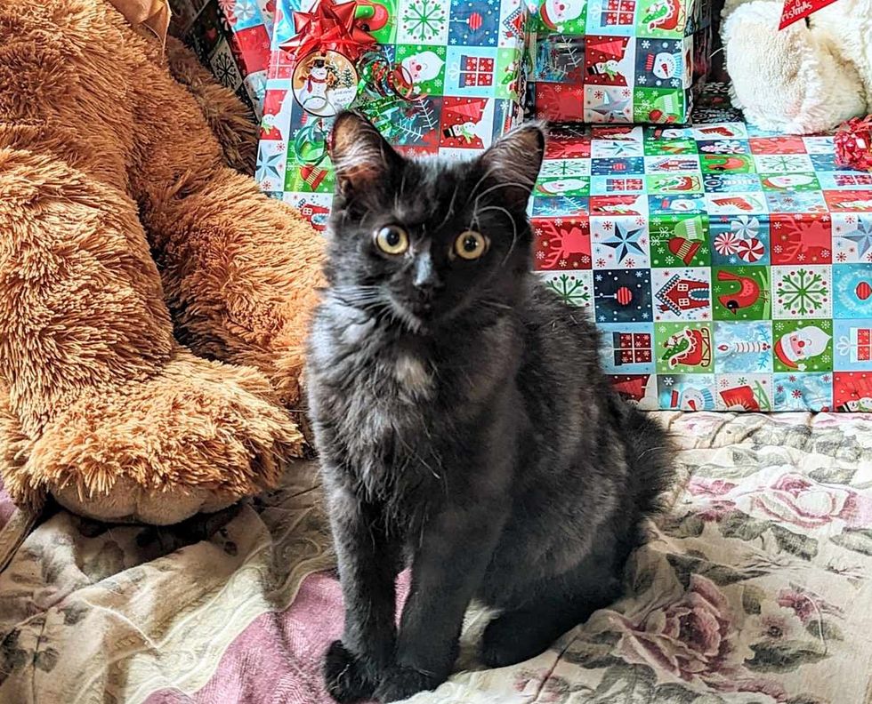 kitten grew adorable