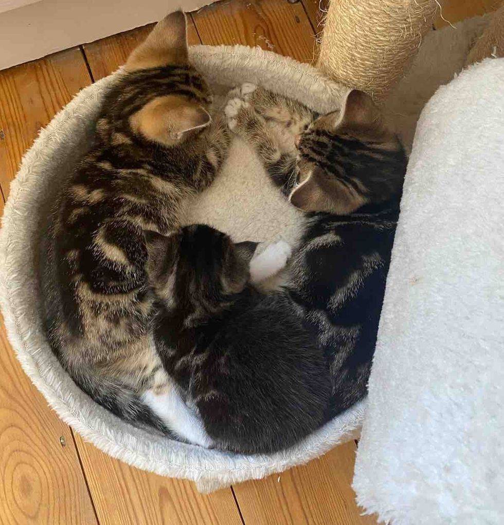 kitten half size littermates