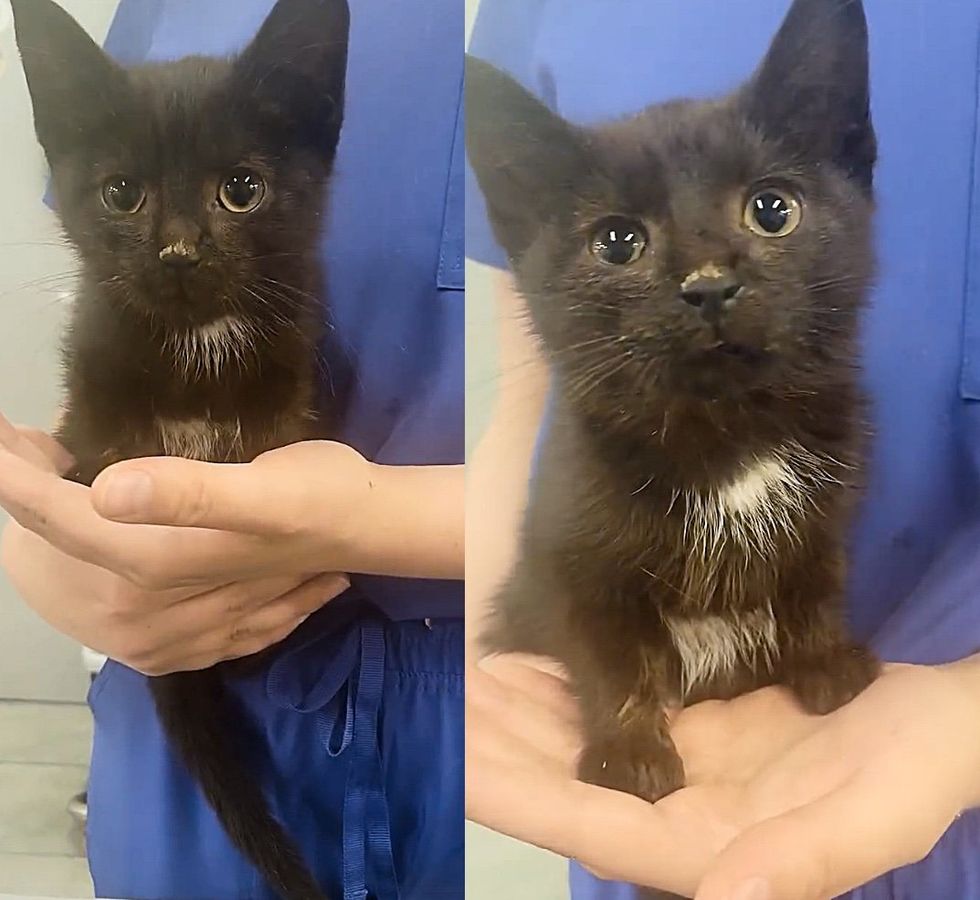 kitten handful tiny