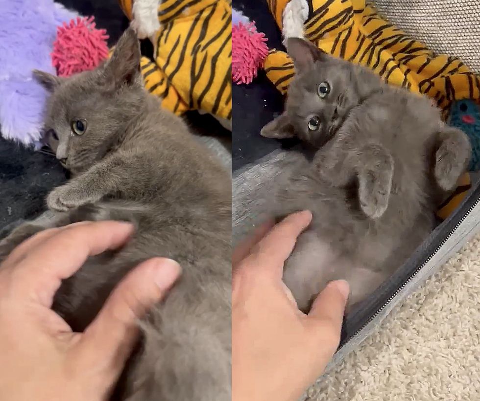 kitten happy belly rubs