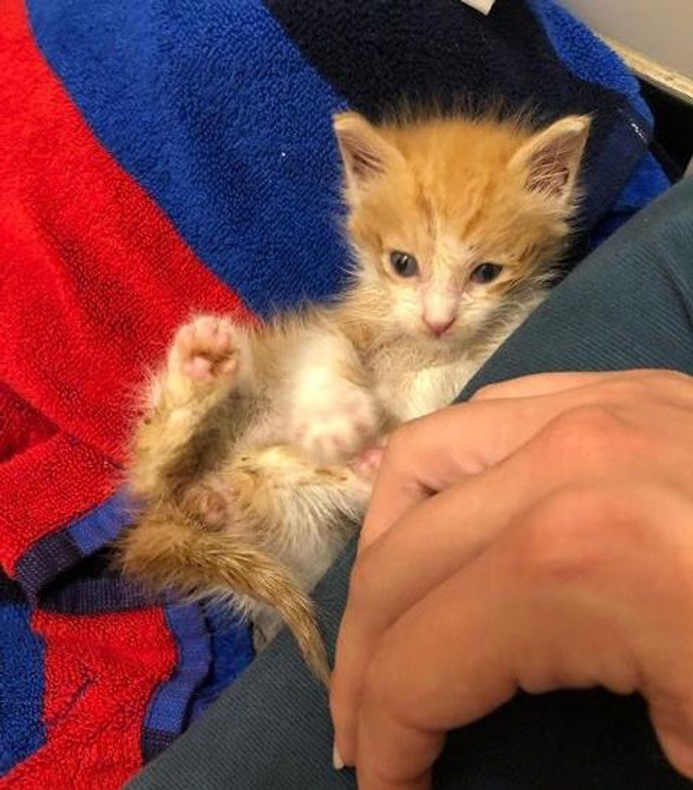 kitten happy indoors