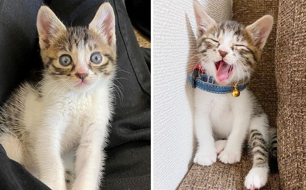 kitten, happy, new home