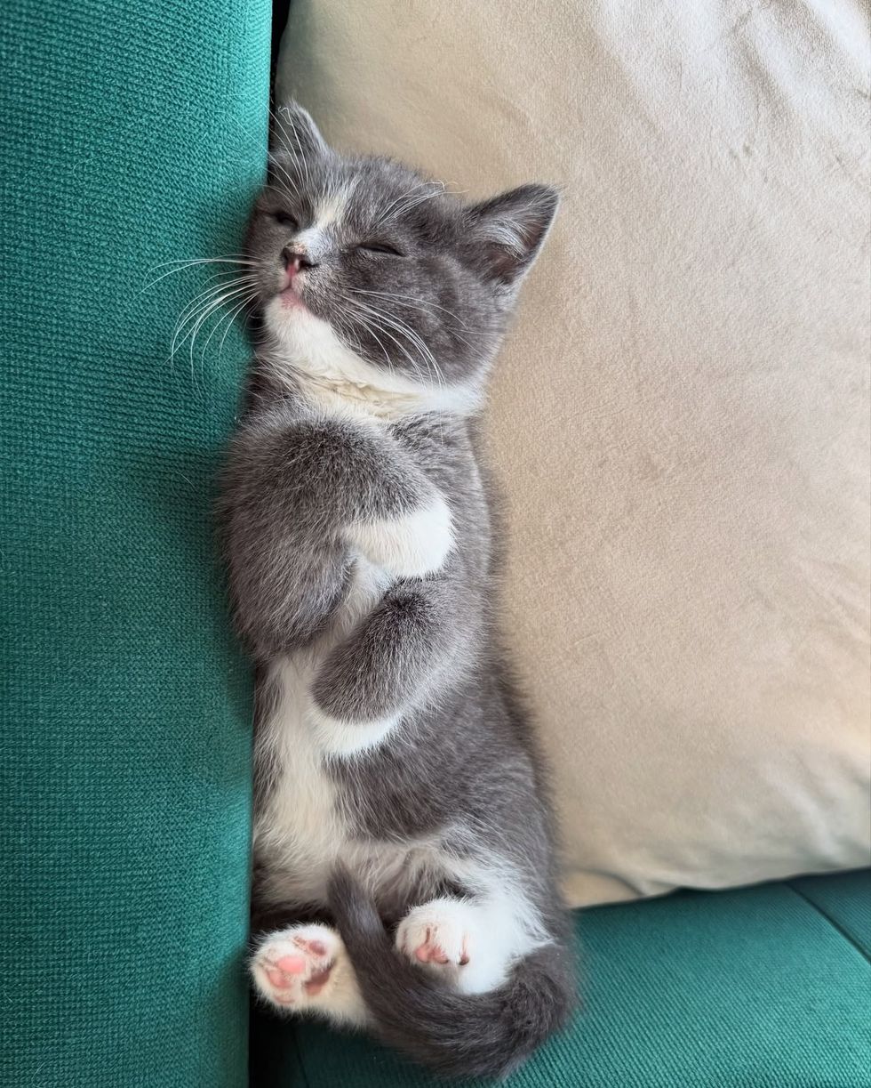 kitten happy sleeping