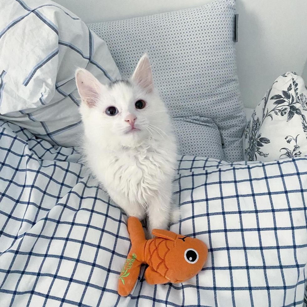 kitten happy toy fish