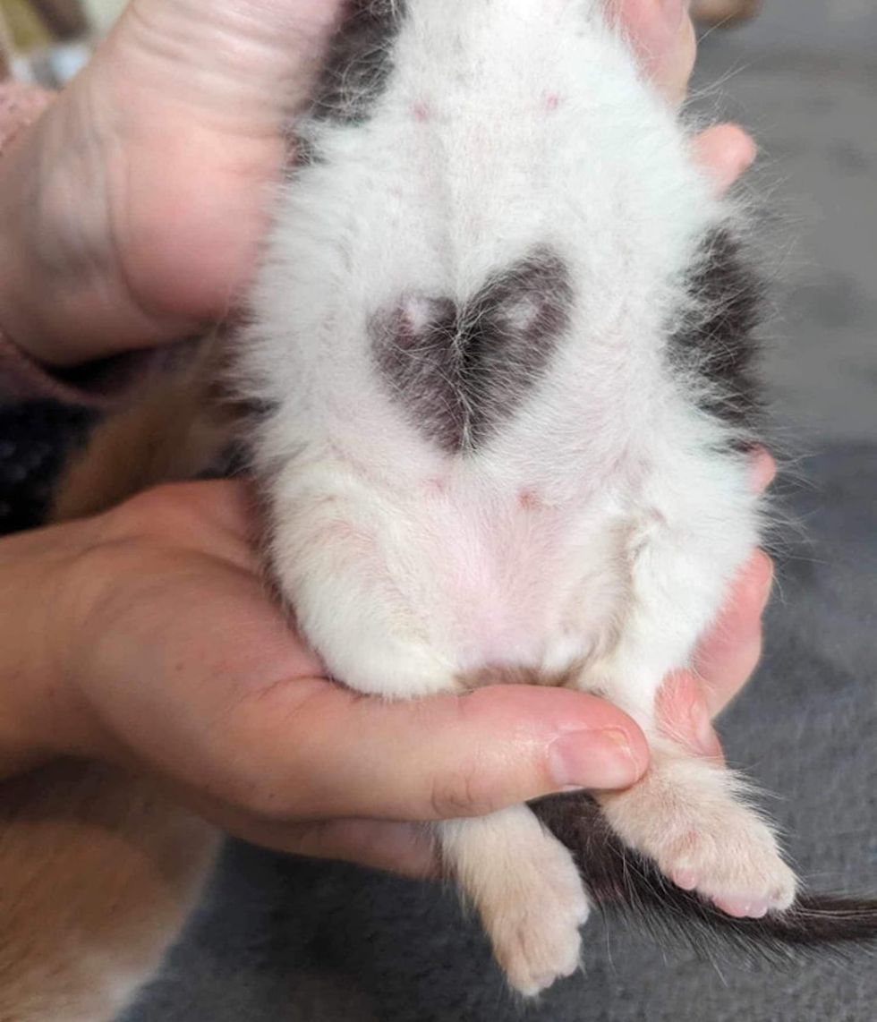 kitten heart shaped marking