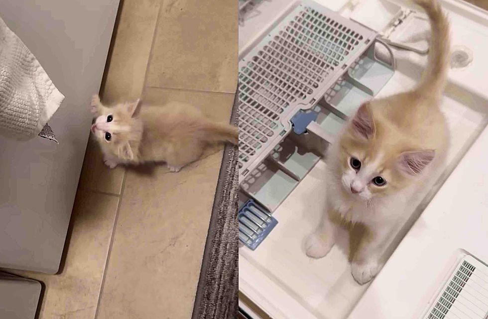 kitten helper chores