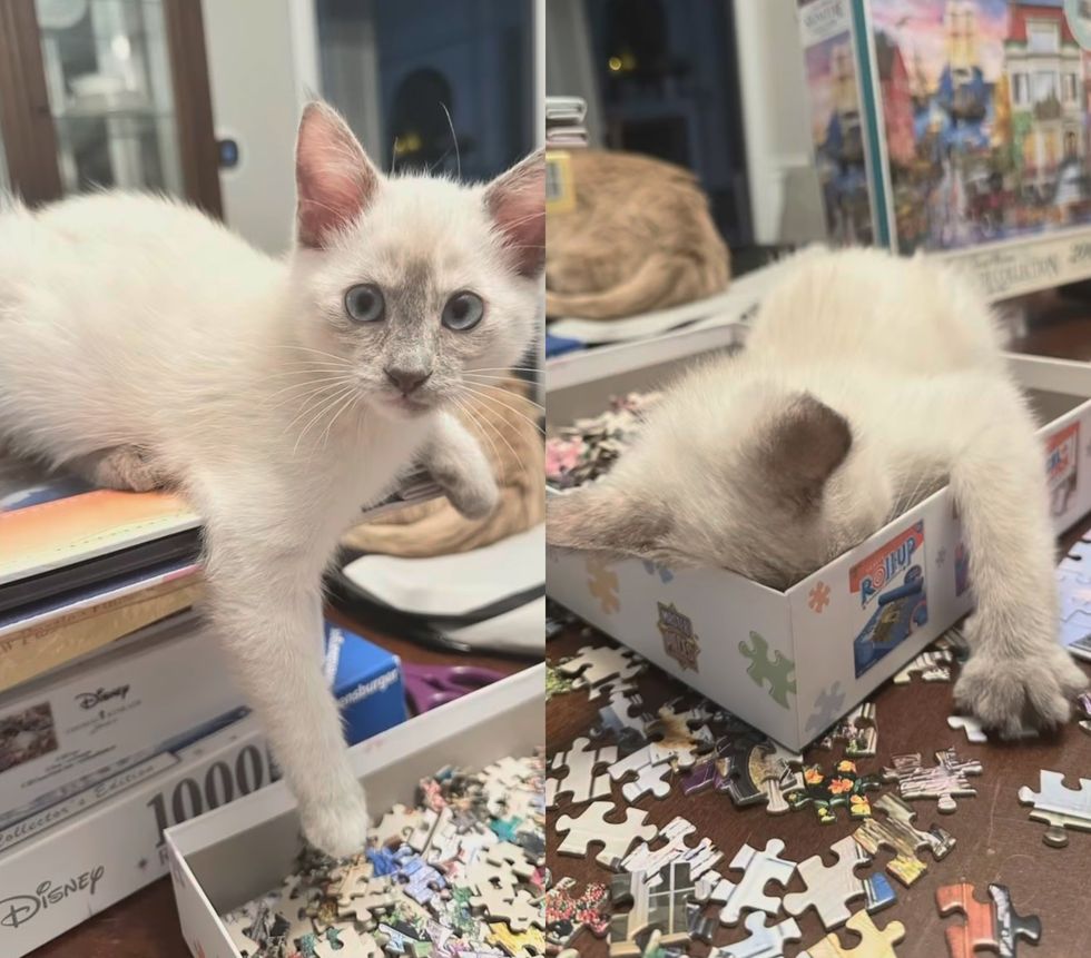 kitten helps puzzles