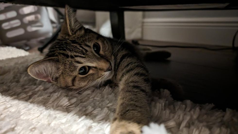 kitten hiding spot