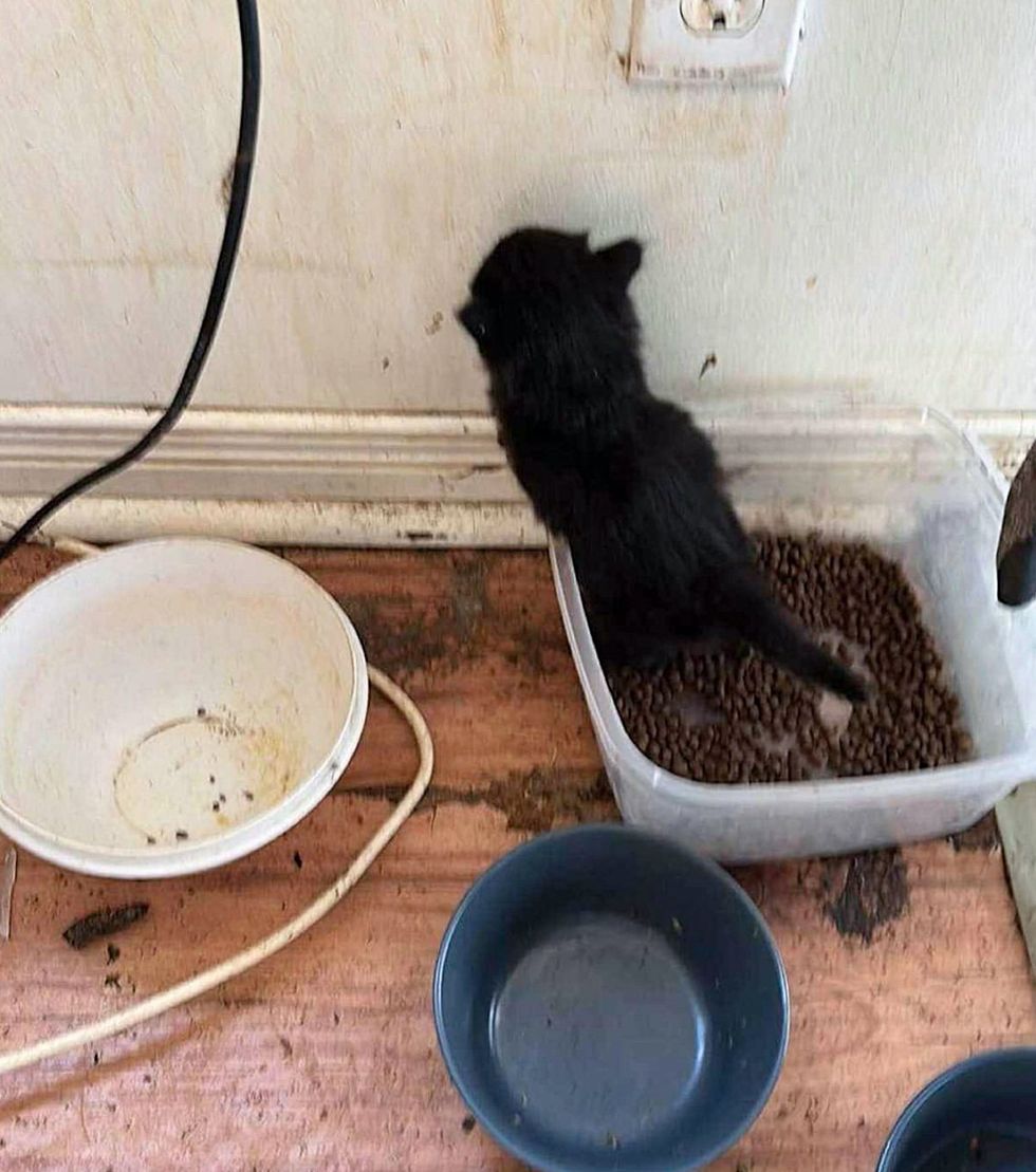 kitten hoarding situation