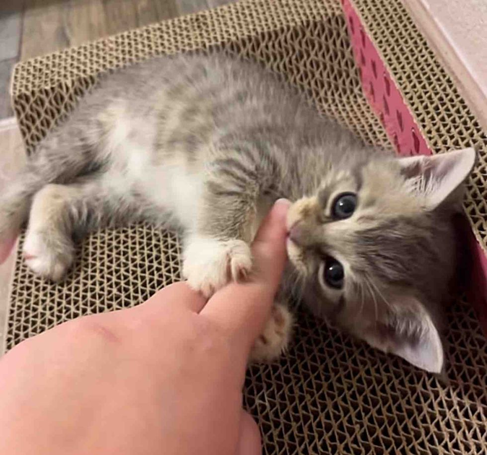 kitten holds hands
