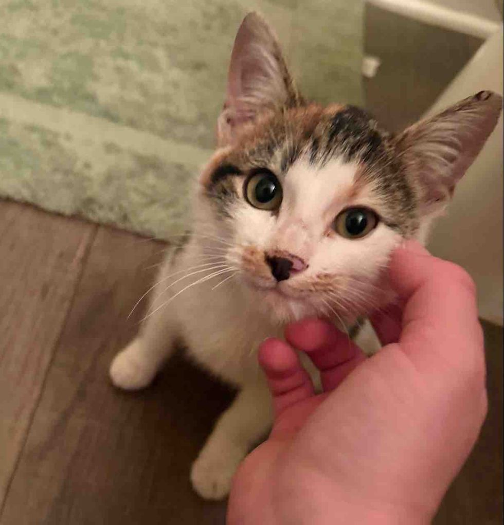 kitten home snuggles