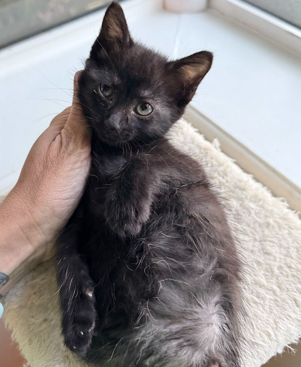 kitten house panther snuggly