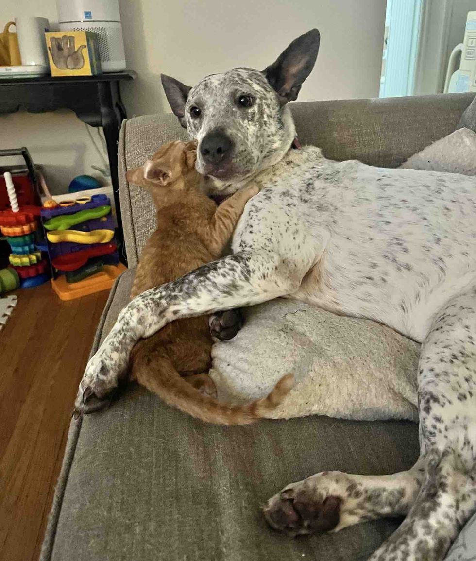 kitten hugs dog friends