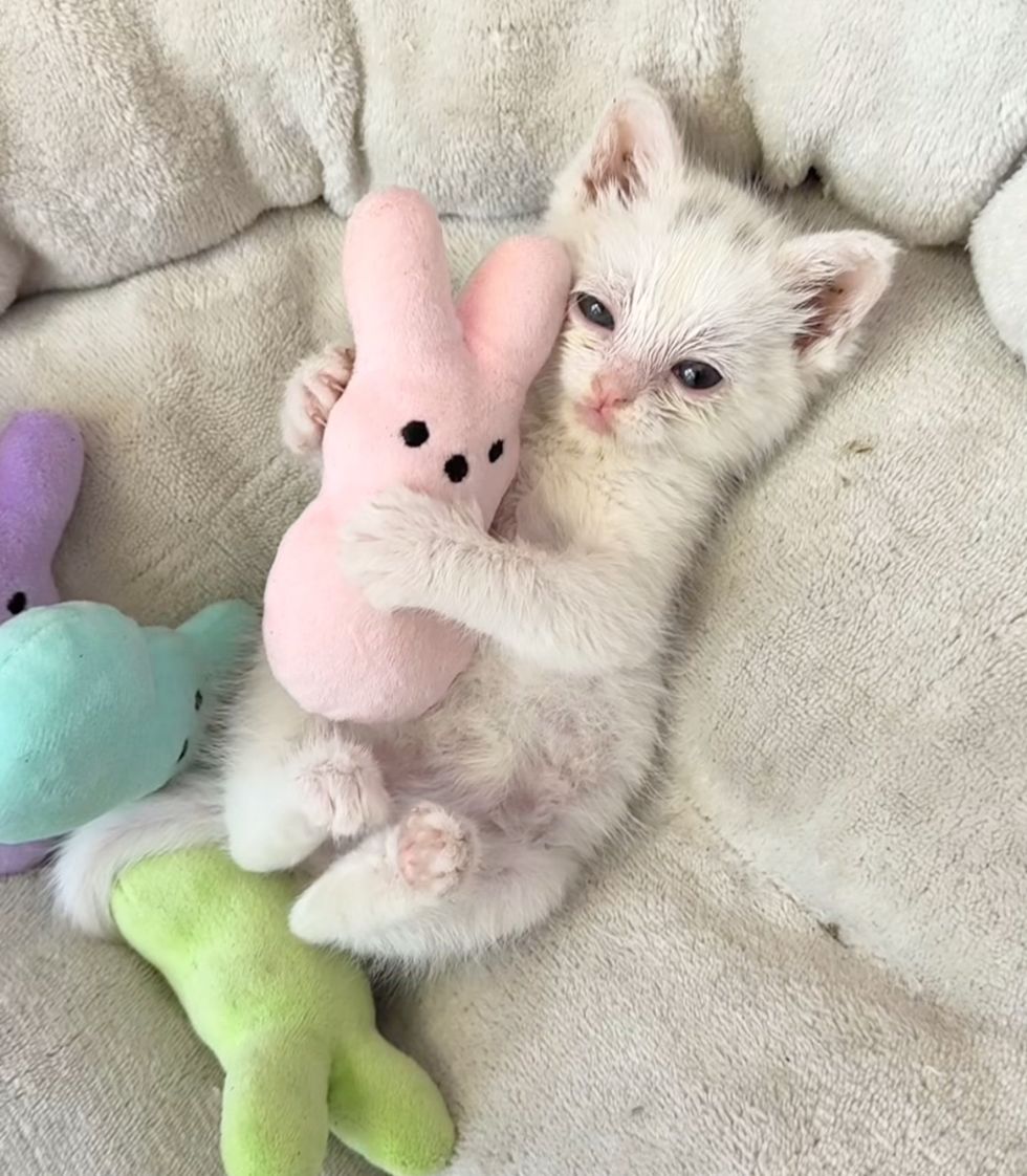 kitten hugs easter bunny