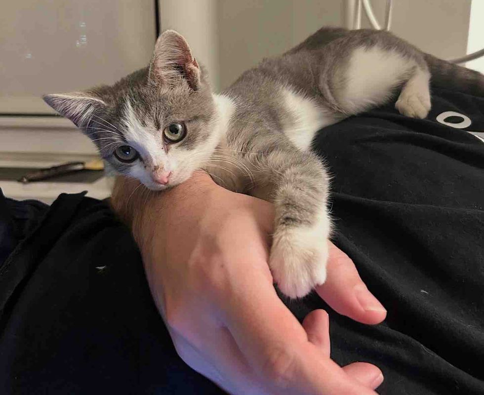 kitten hugs hand cuddles