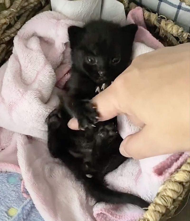 kitten hugs hand