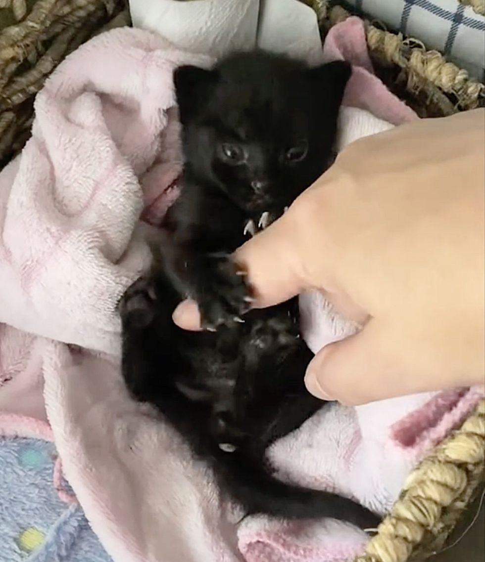 kitten hugs hand