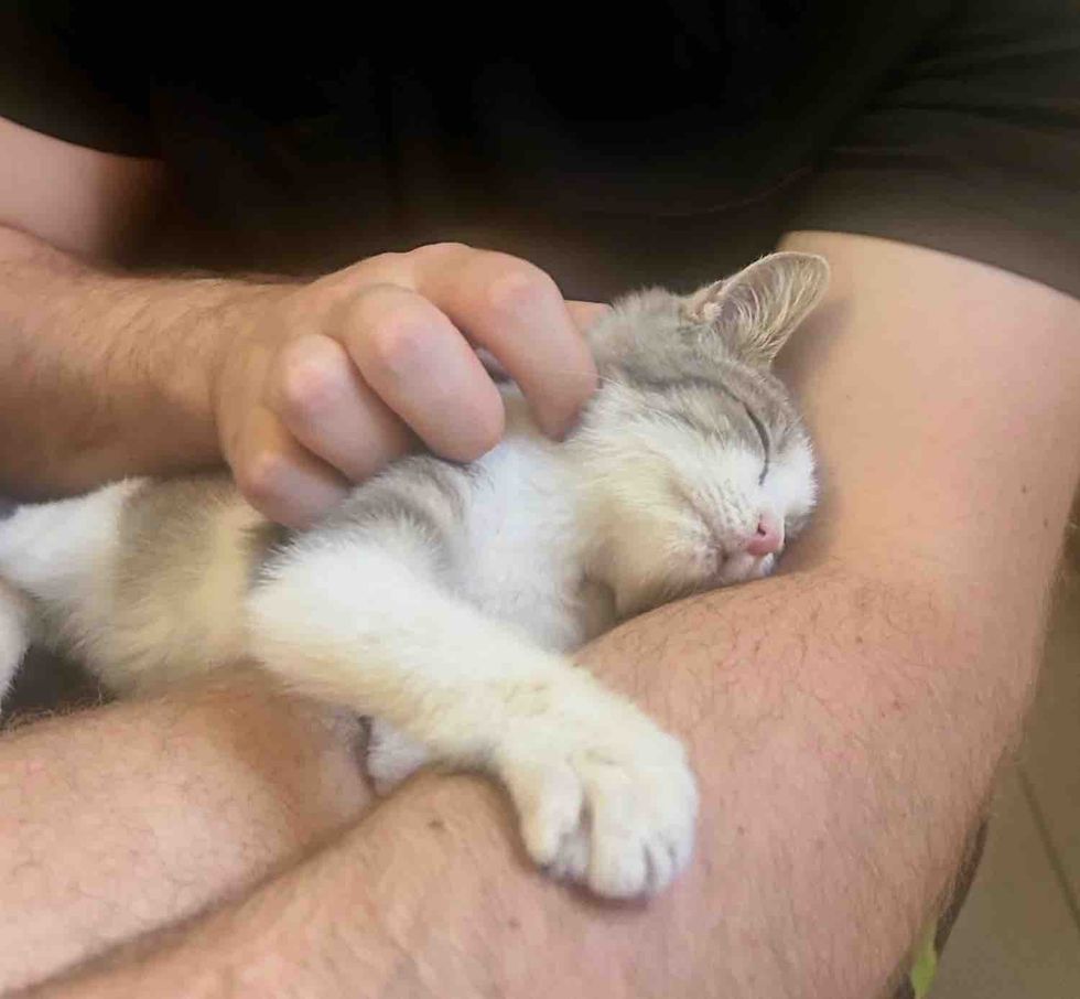 kitten hugs sleeping