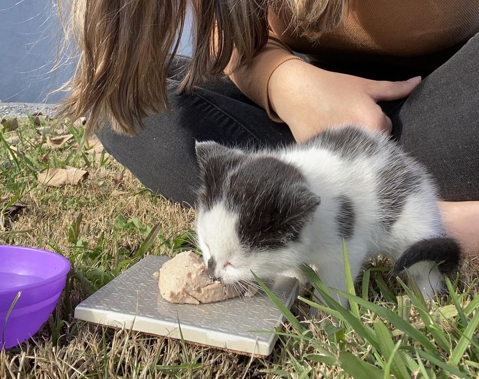 kitten hungry eating