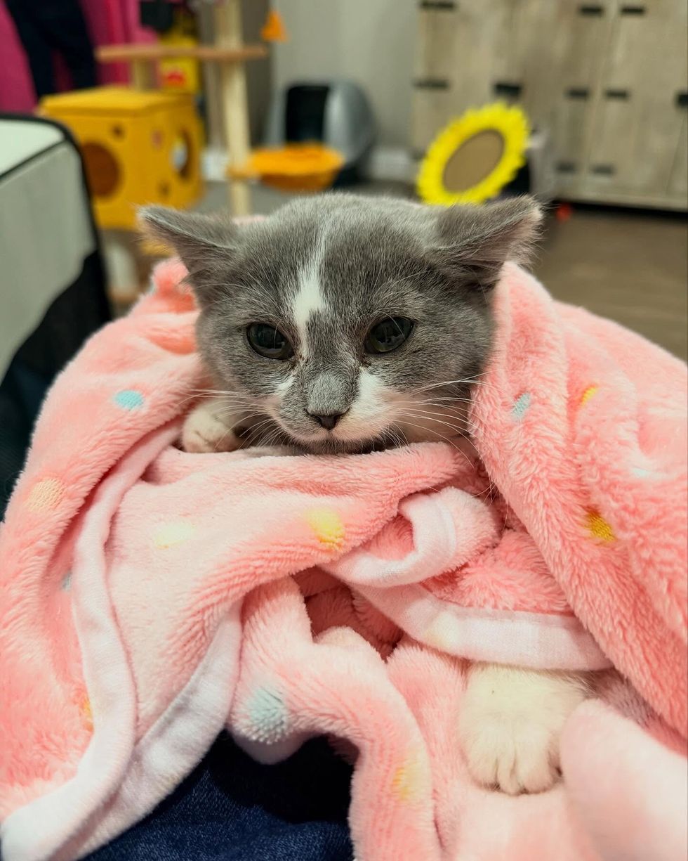 kitten in blanket