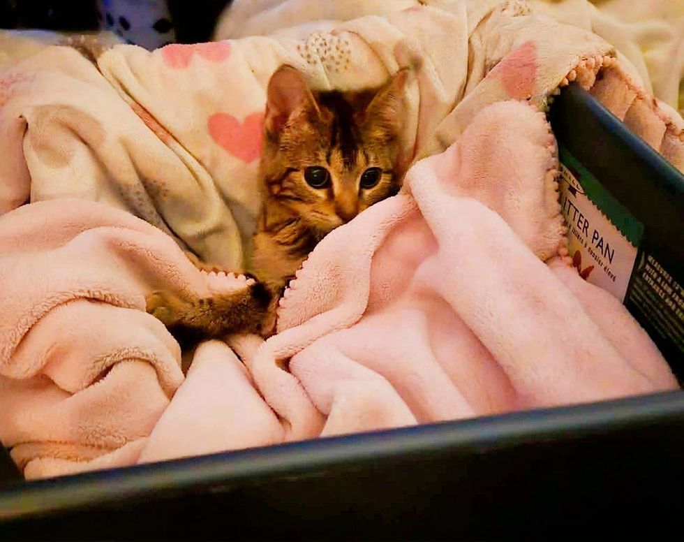 Kitten in her custom made crib for protection