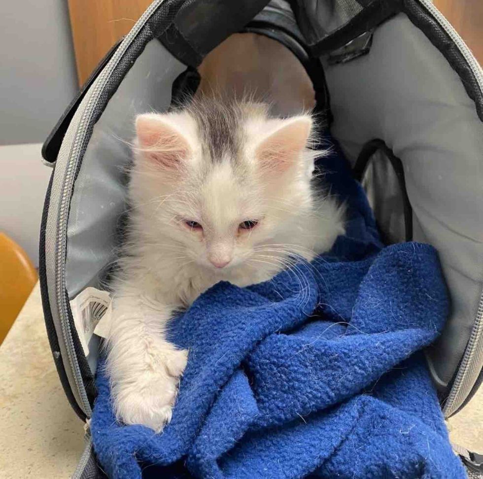 kitten in need rescued