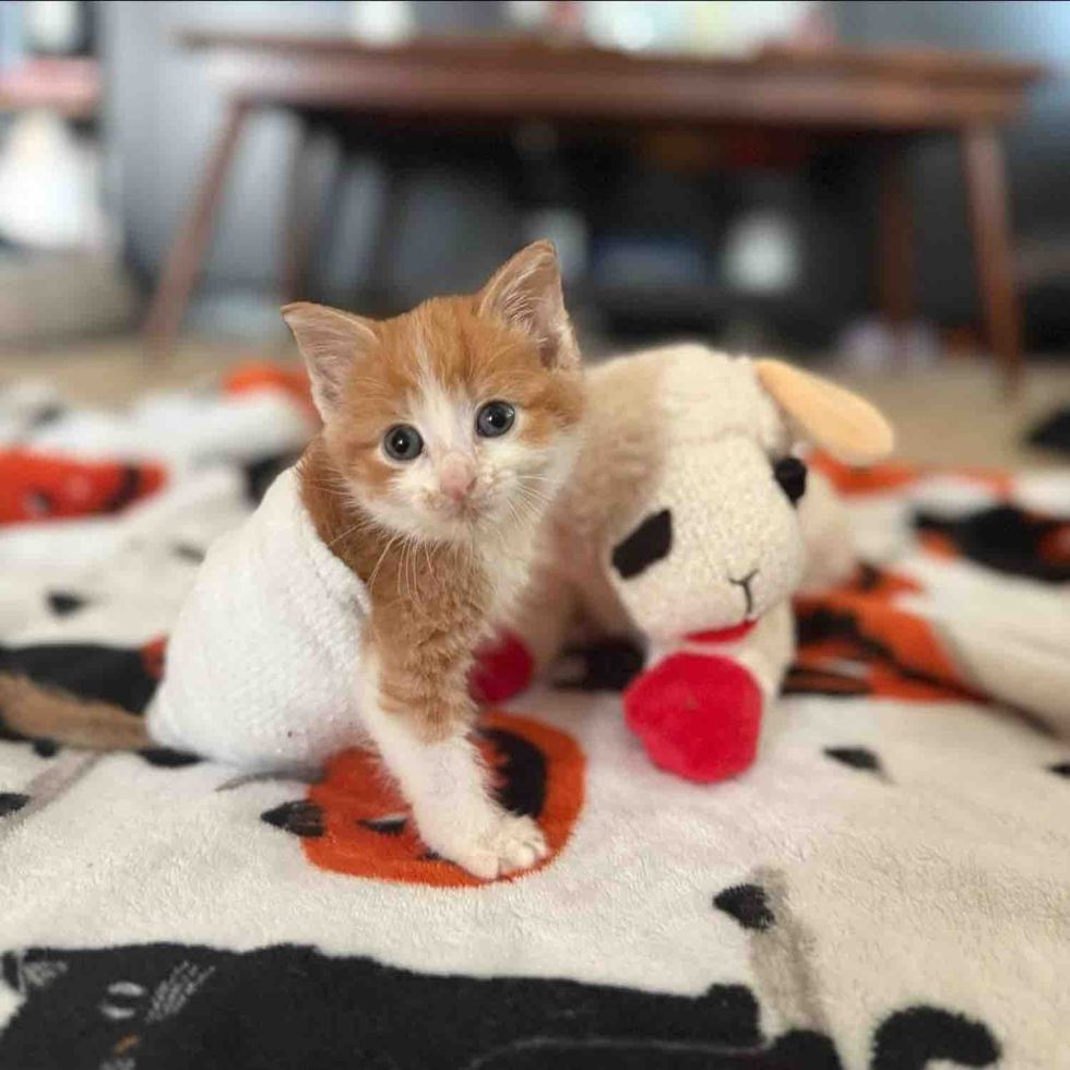 kitten in sock lamb