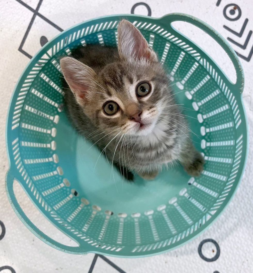 Kitten in teal colander looking up