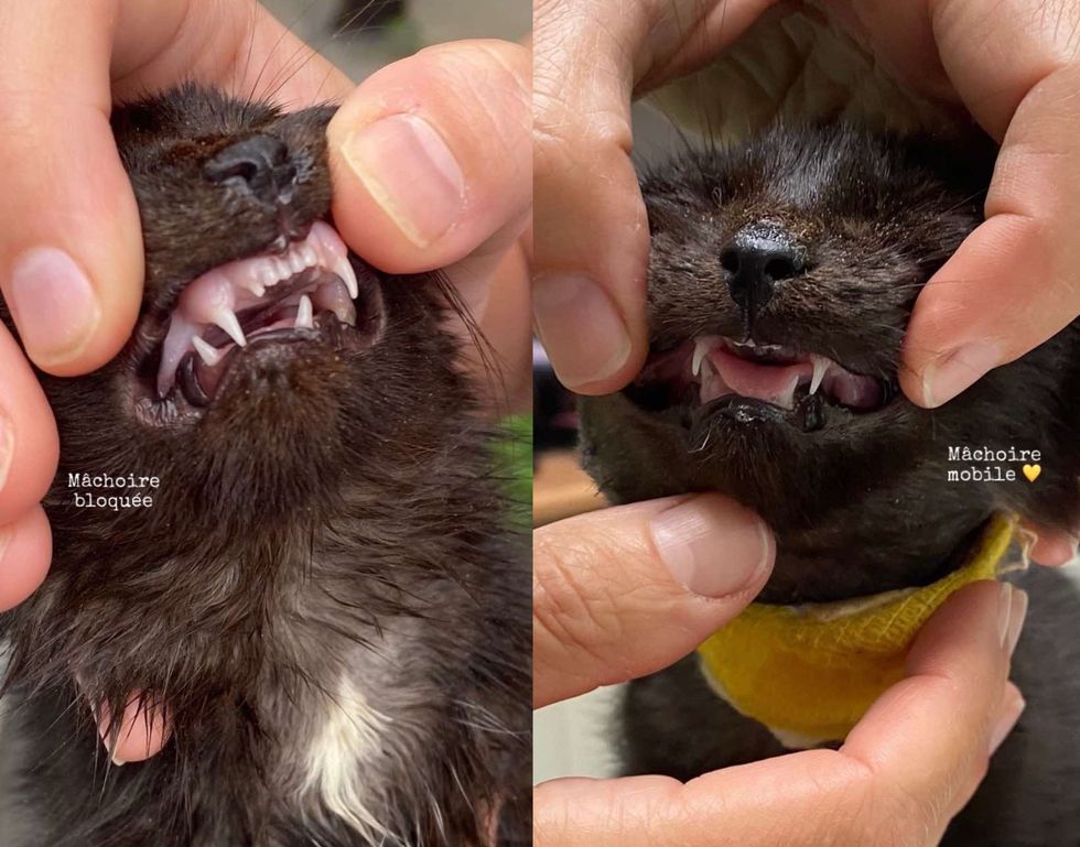 kitten jaw before after