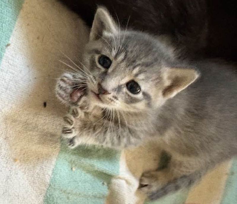 kitten kneady paws happy