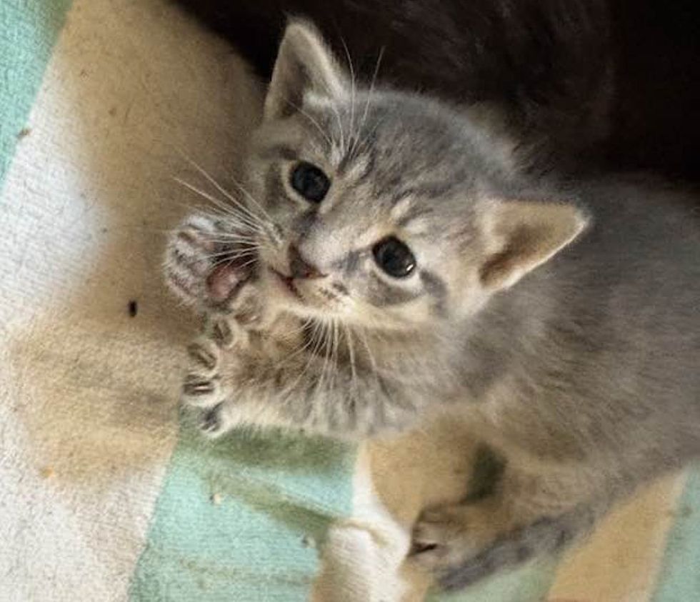 kitten kneady paws happy