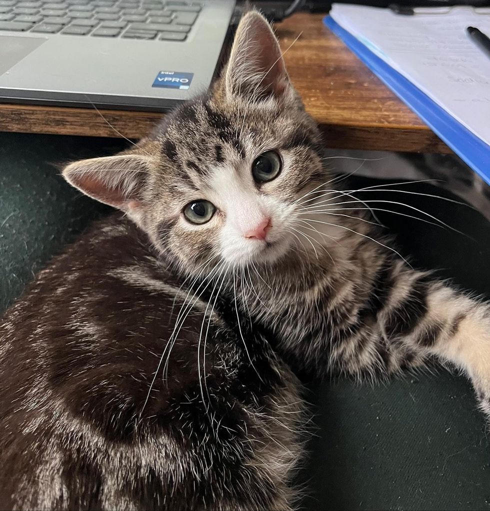 kitten lap cat snuggles