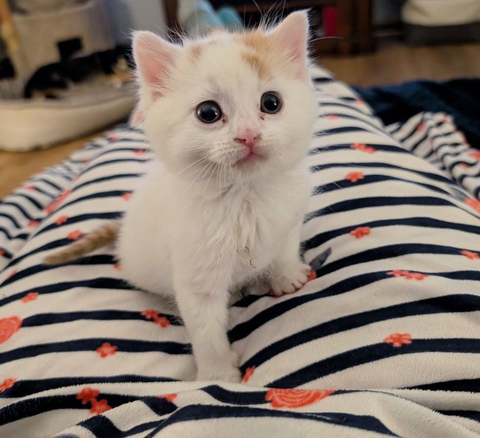 kitten lap cat