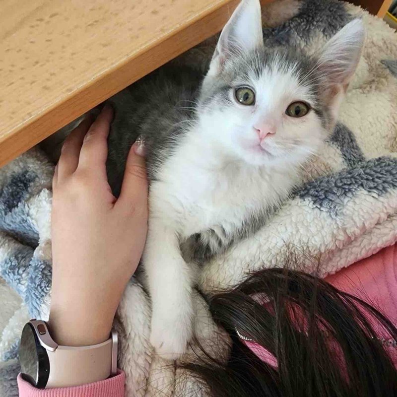 kitten lap cat