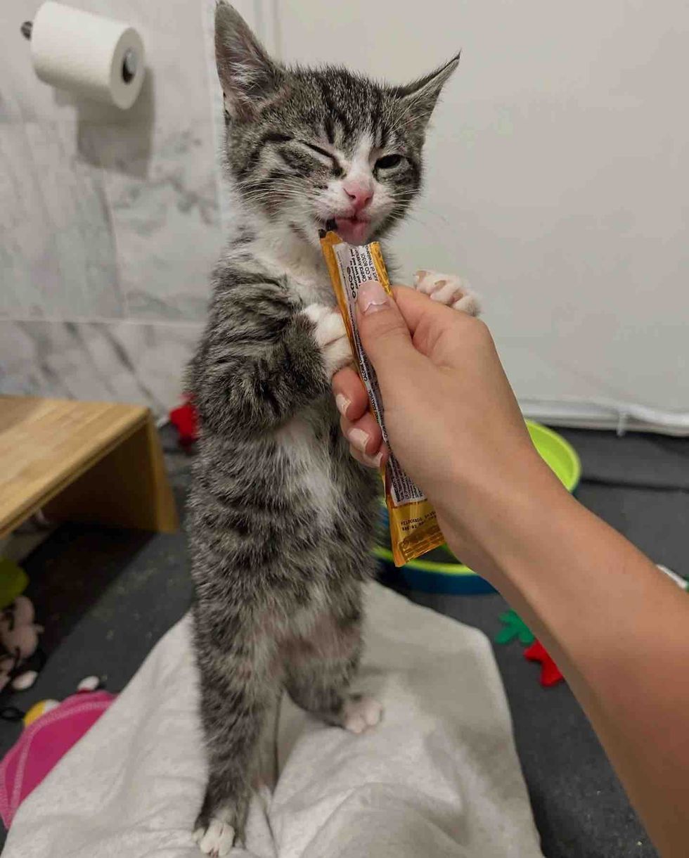 kitten learning to eat near foster