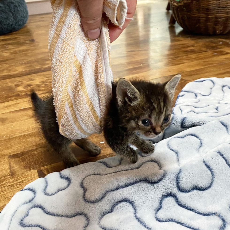 kitten learns walk
