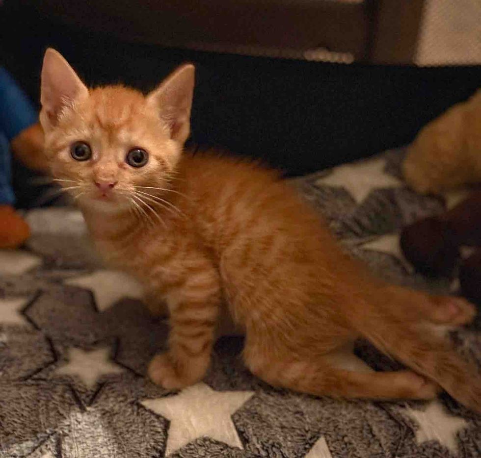 kitten leg paralyzed