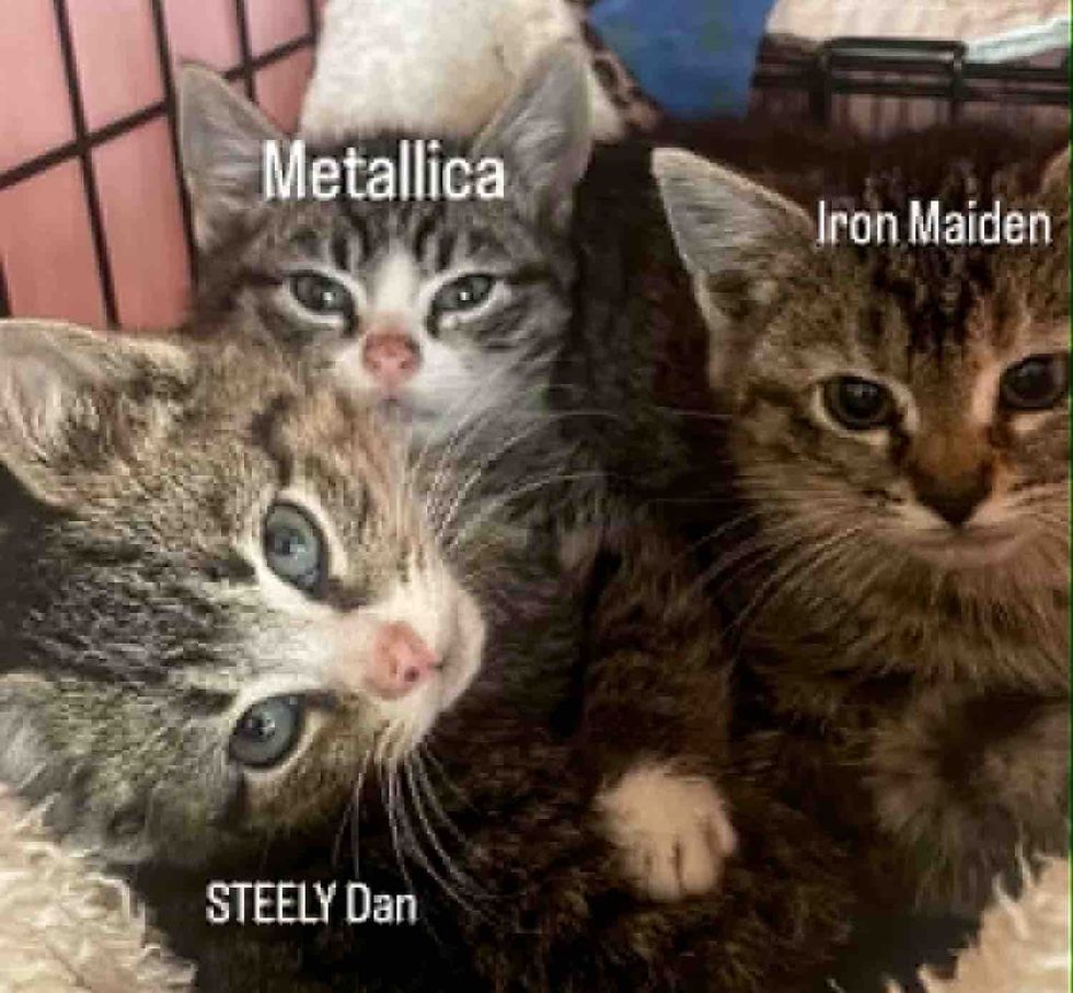 kitten litter