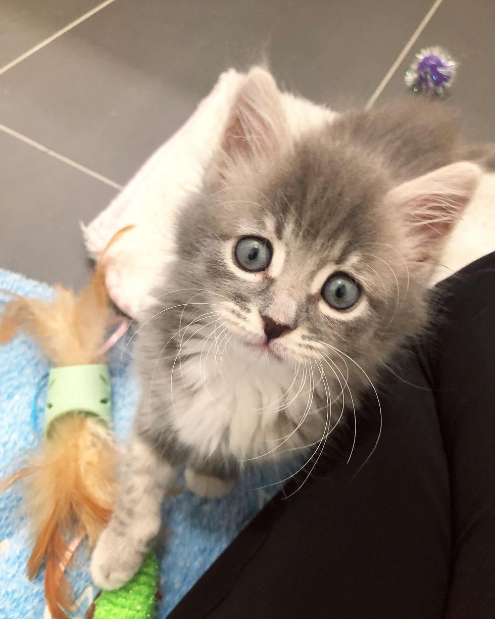 kitten long whiskers