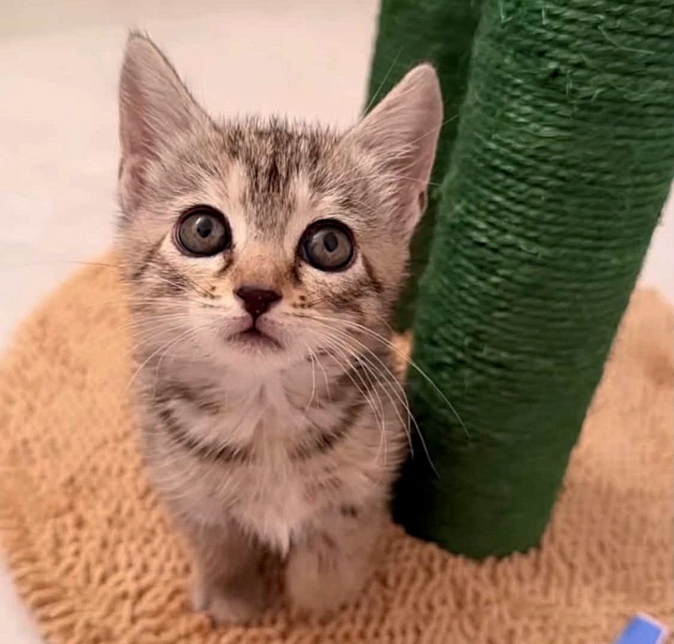 Kitten looking at camera sitting on her scratch post