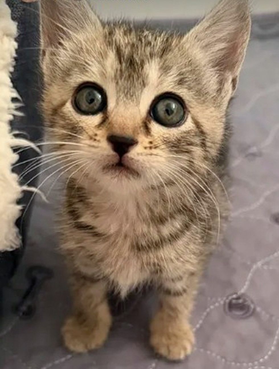 kitten looking up at camera being adorable