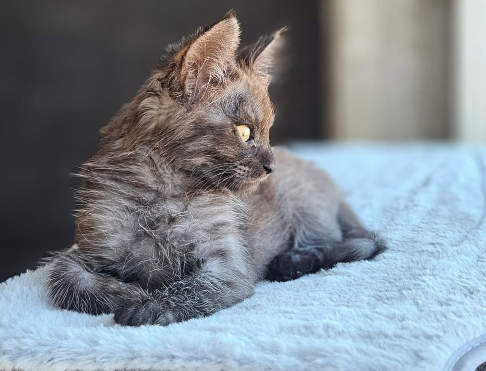 Kitten lying on a fuzzy blue blanket, looking off to the side in profile.