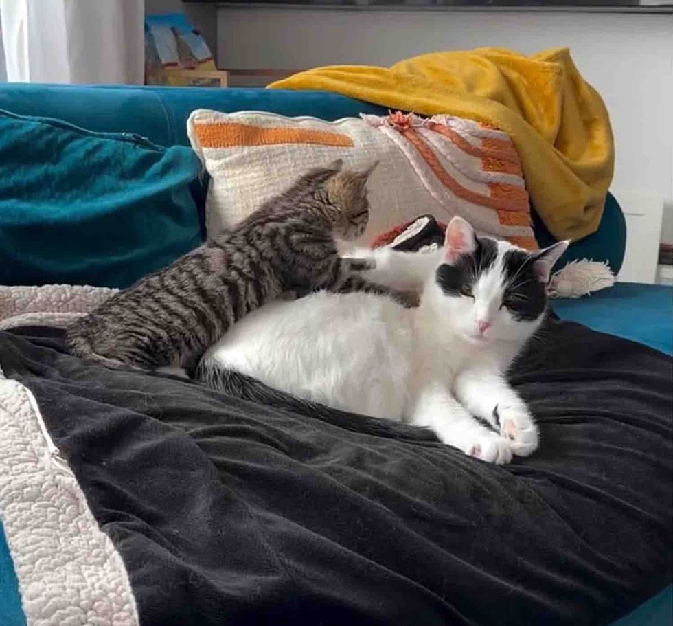 kitten making freinds with new adult cat
