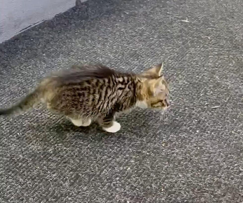 kitten malformed leg