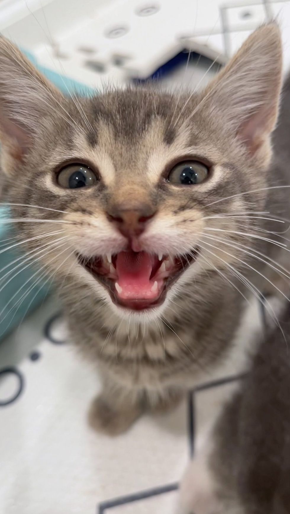 Kitten mid-meow, mouth open