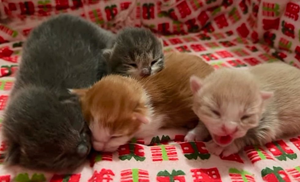 kitten newborn hissing