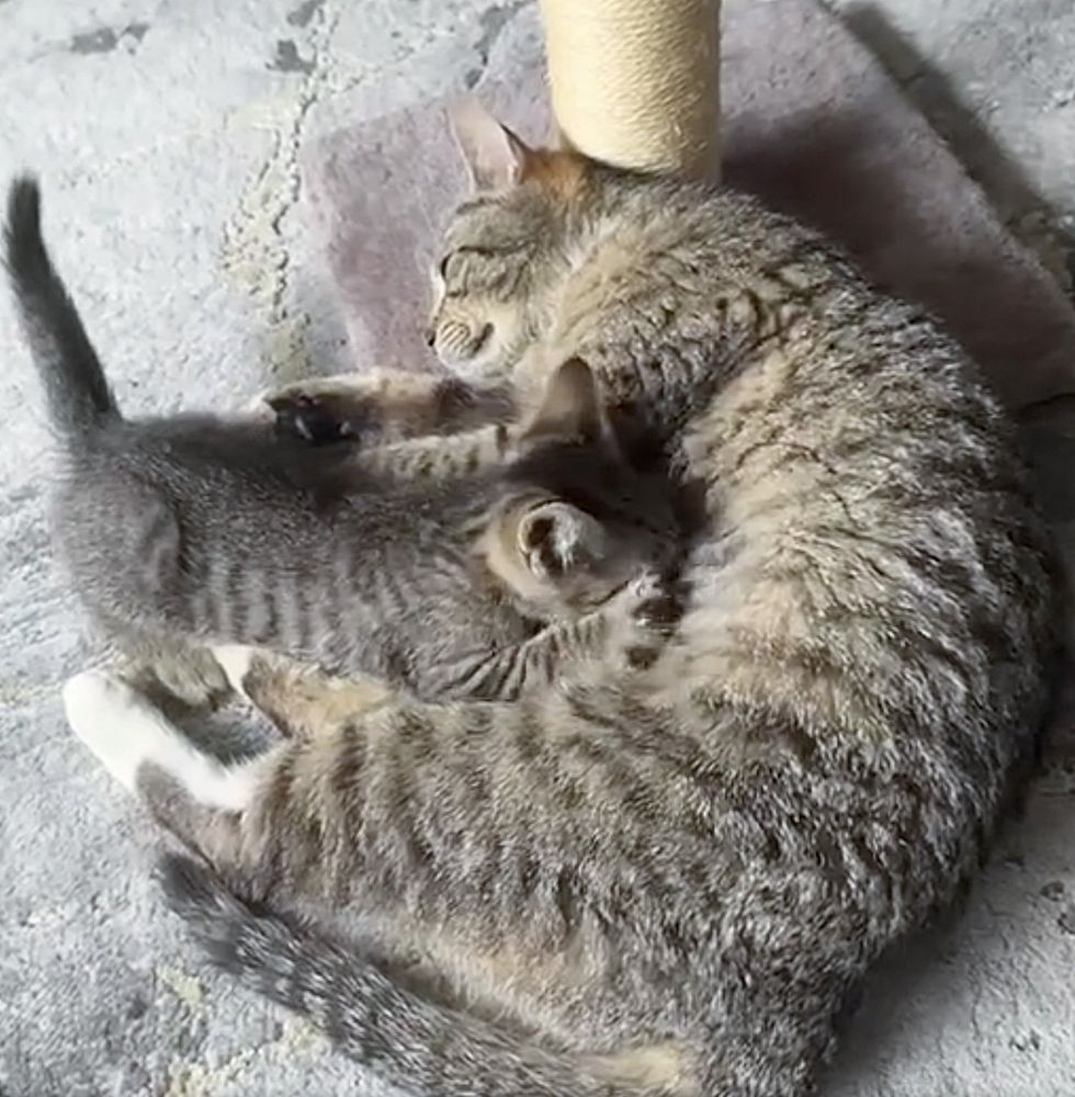 kitten nursing cat mom